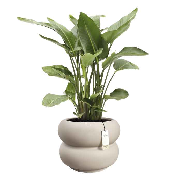 amber roll low 60 balanced beige